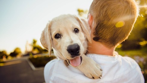 Lei define regras para a guarda compartilhada de pets